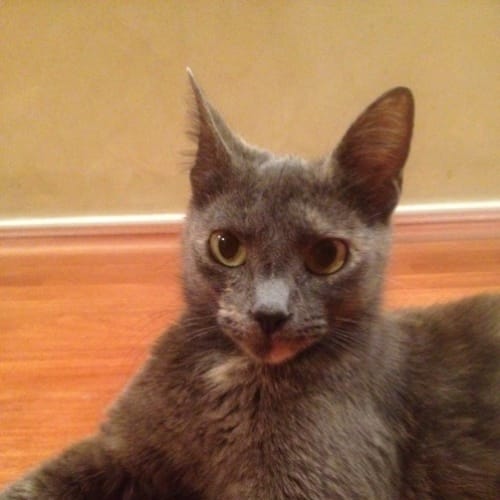 No photo for Merla (Pets Domain)