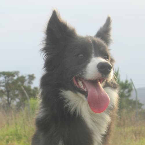 Rosie (On Trial 19/11/12)