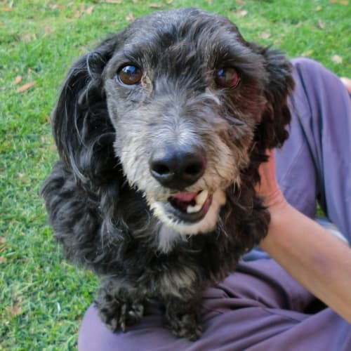No photo for Ian (Special Boy!) *On Trial In His New Home*