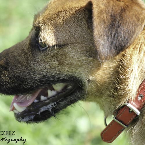 No photo for Rodney Jrt X Border Terrier