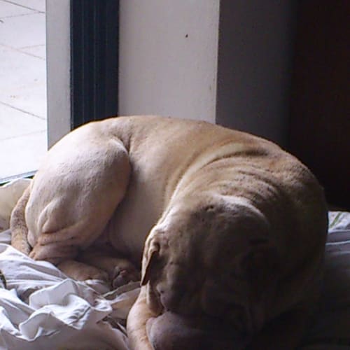 No photo for Snowy