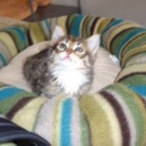 No photo for Harry,Fluffy,Tabby With White,Boy
