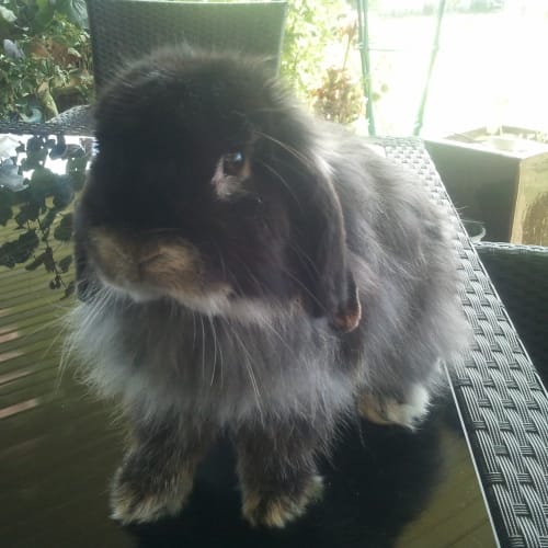 No photo for **On Trial In My New Home** Wallace