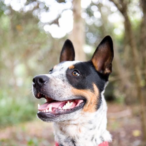 No photo for Chase  Adoption Pending *