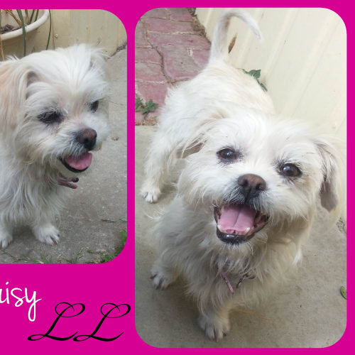 Daisy