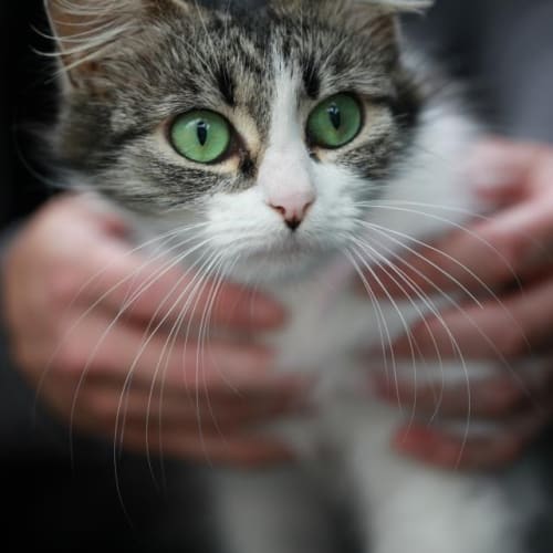 No photo for Pound Cats | Iris