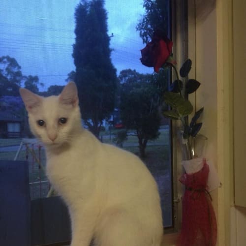 No photo for Pound Cats | Beela