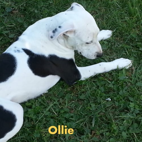 Ollie the Cow~Dog (On Trial 26/12/12)