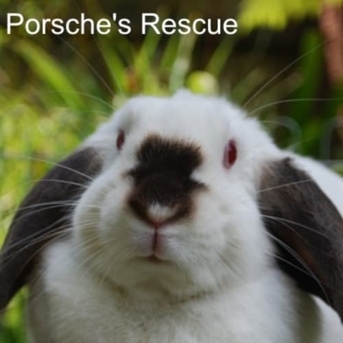 Diamond -Desexed and Vaccinated