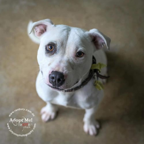 Charm (Foster Carer Needed)