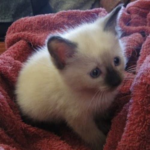 No photo for Chilli (C1968) *Adopted*