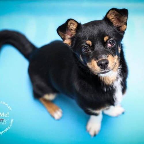 Elvis ** On Adoption Trial**