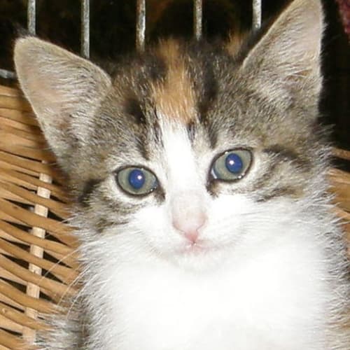 Millie