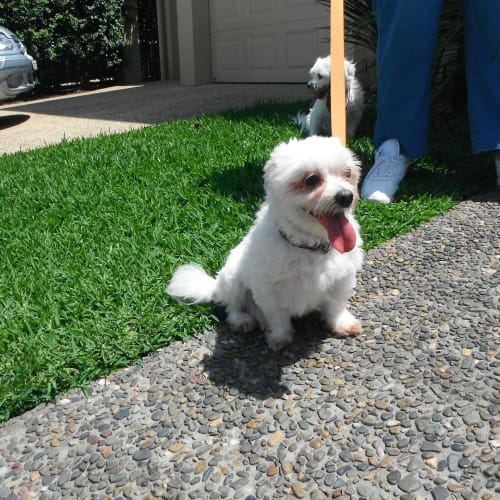 Mitzi