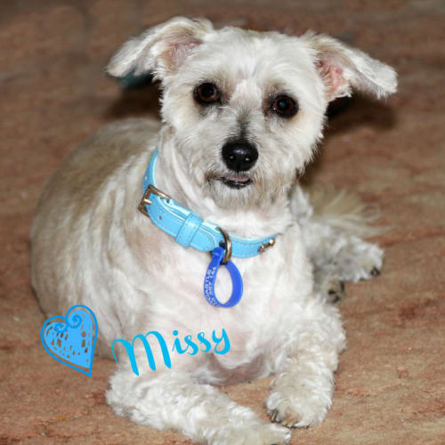 Missy (On Trial 8/2/13)