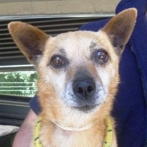 Rudolph 744423 (on hold)