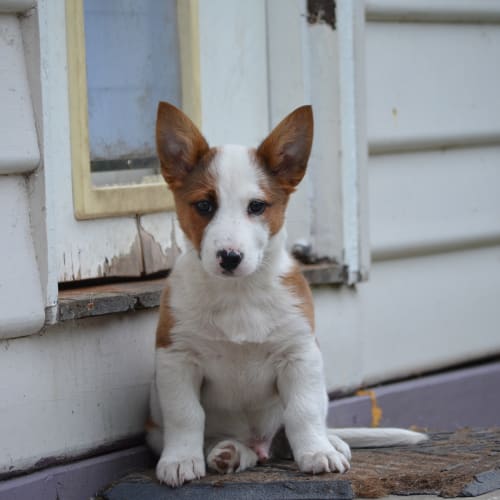 Cooper
