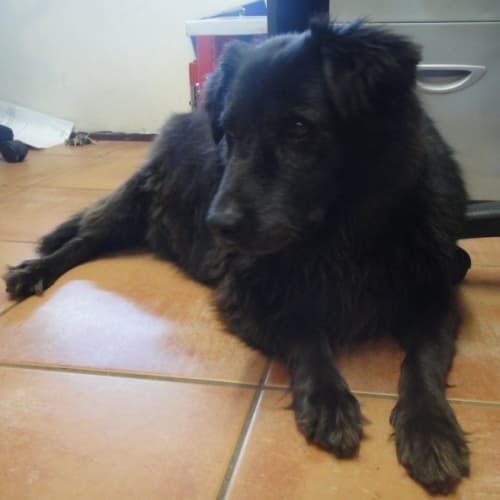 No photo for Dolly (D2280)