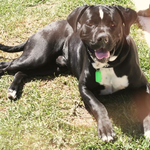 No photo for Nero **On Trial In My New Home**