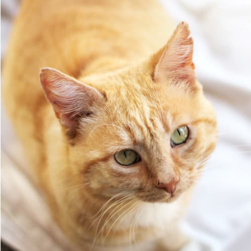 Hugo