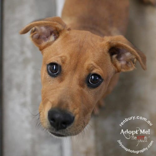 No photo for Chance (Adoption Pending)
