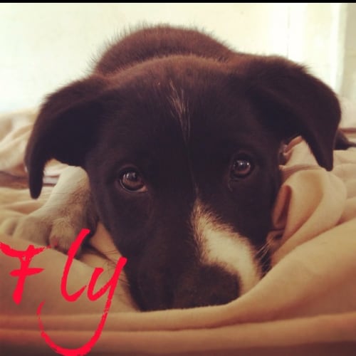 Fly (On Trial 30/11/12)