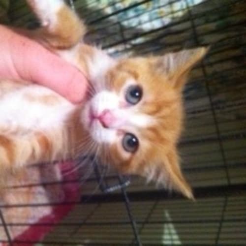 No photo for Pound Cats | Ariana