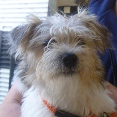 Nicholas 745618 (on hold)