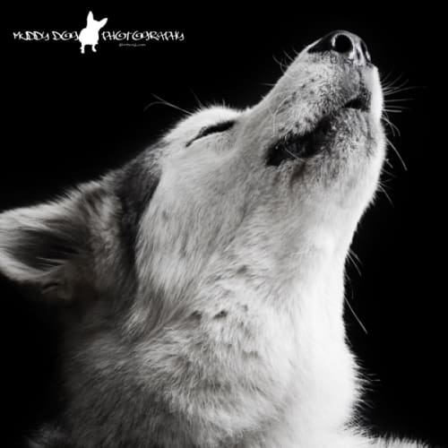 **On Trial** Dakota