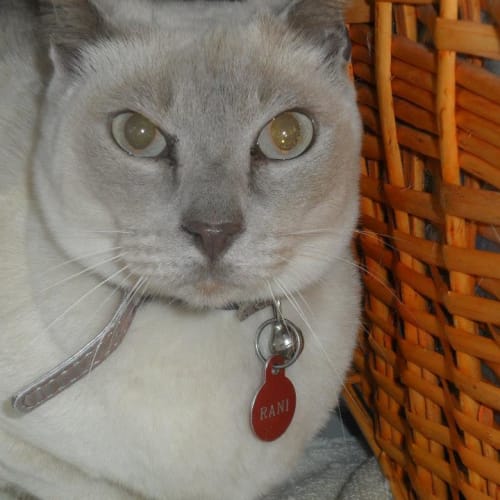 Rani - Lilac Tonkinese