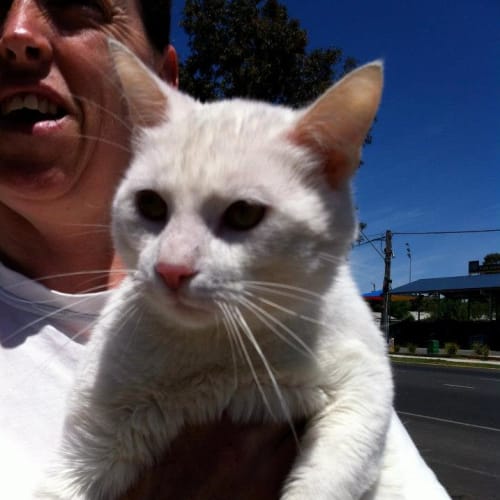 White Male Cat