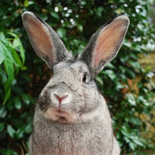 Martin (Desexed and Vaccinated)