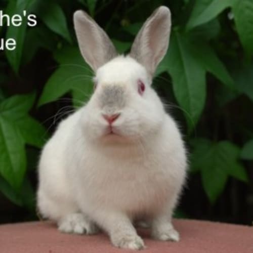 Gloria - desexed and vaccinated