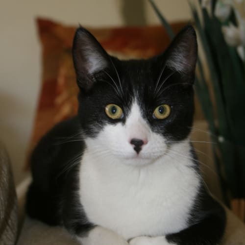 No photo for Chip **On Trial In My New Home**