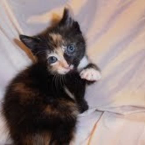 No photo for *** Cuddles ***