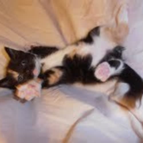 No photo for *** Kisses ***