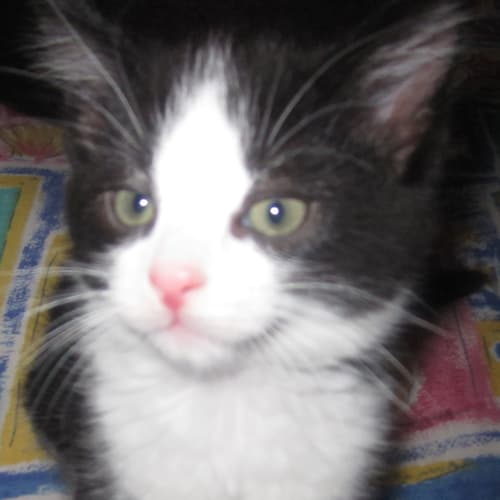 Coco  ** Adoption Pending**
