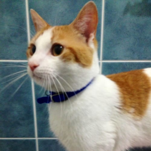 Pound Cats | Samuel