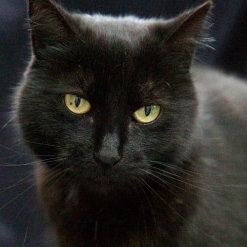 No photo for Pound Cats | Sepia
