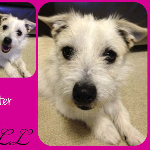 Chester