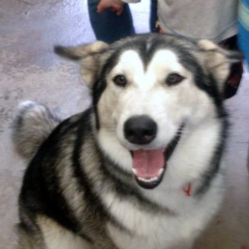 No photo for Nanook
