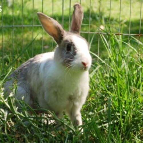 Jessica - Desexed and Vaccinated