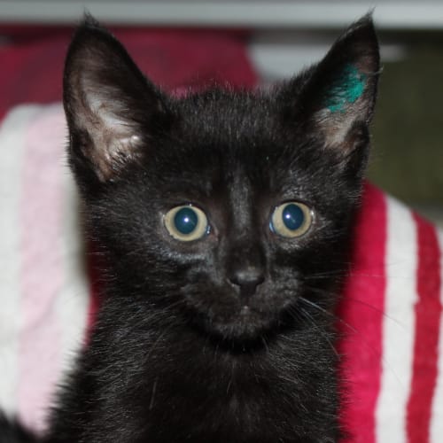 Chico