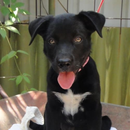 No photo for Nikita (D2281) 