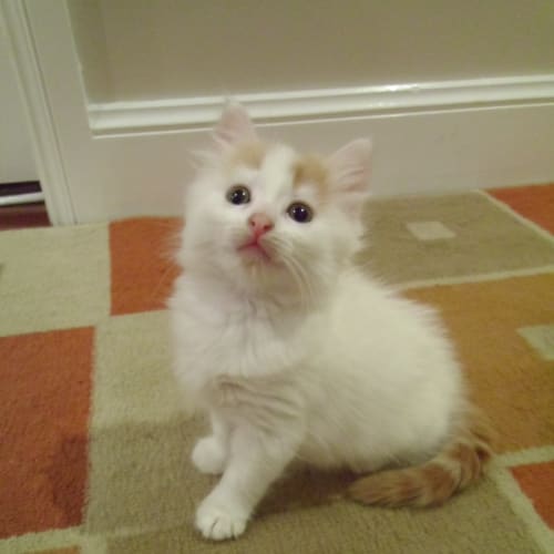 Cariba (Adoption Pending)