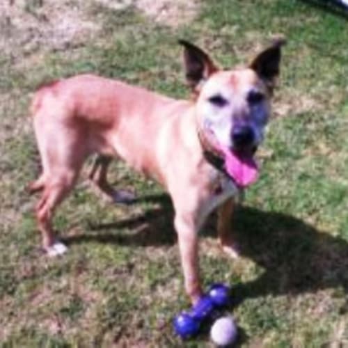 Mandy - Adoption Pending