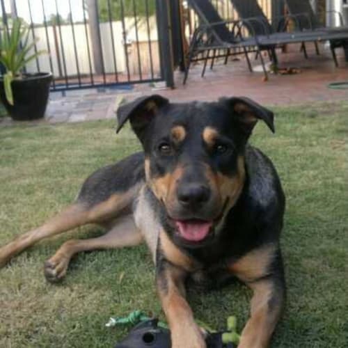 Best Friends : Myla and Charlie Urgent foster