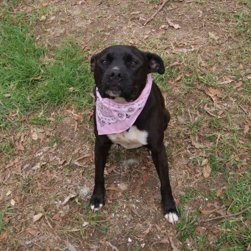 Sasha ( On trial 13/12/12)