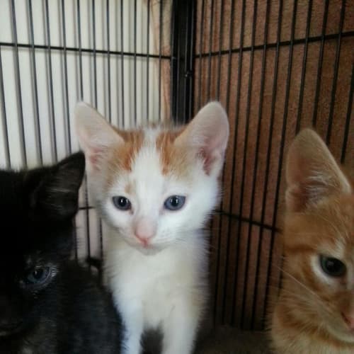 Ginger and White Male