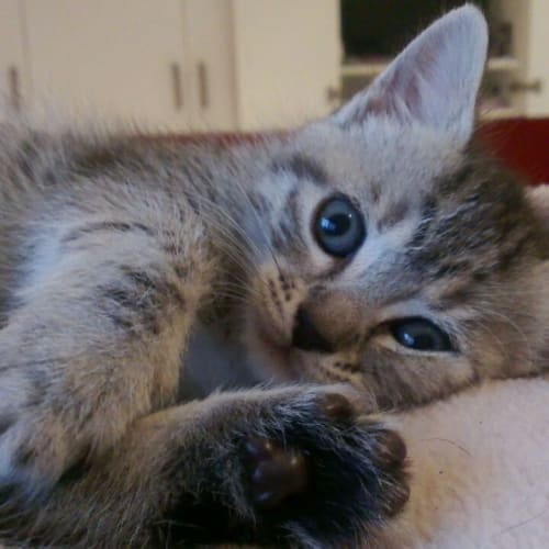 Thelma (Adoption Pending)